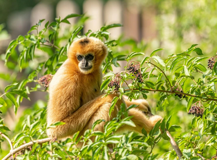 a monkey sitting on top of a tree branch, by Julia Pishtar, pexels contest winner, with soft bushes, oriental face, blond, gold green creature