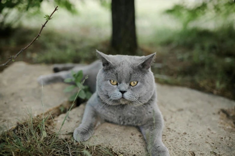 a gray cat laying on top of a cement slab, by Emma Andijewska, pexels contest winner, persian queen, next to a tree, obese ), handsome face