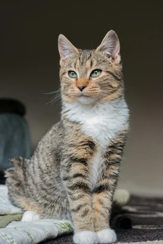 a close up of a cat sitting on a rug, regal pose, proud looking, cute furry needs your help, shot with sony alpha