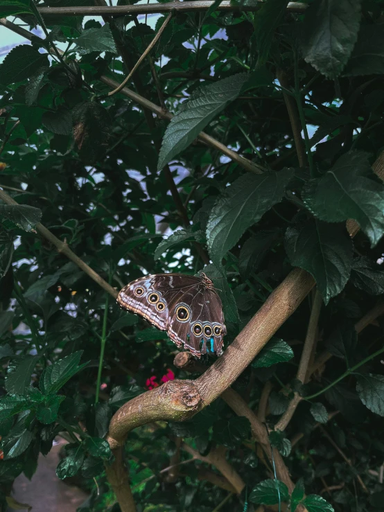 a butterfly sitting on top of a tree branch, inspired by Elsa Bleda, pexels contest winner, sumatraism, trending on vsco, 🦩🪐🐞👩🏻🦳, in the zoo exhibit, today\'s featured photograph 4k