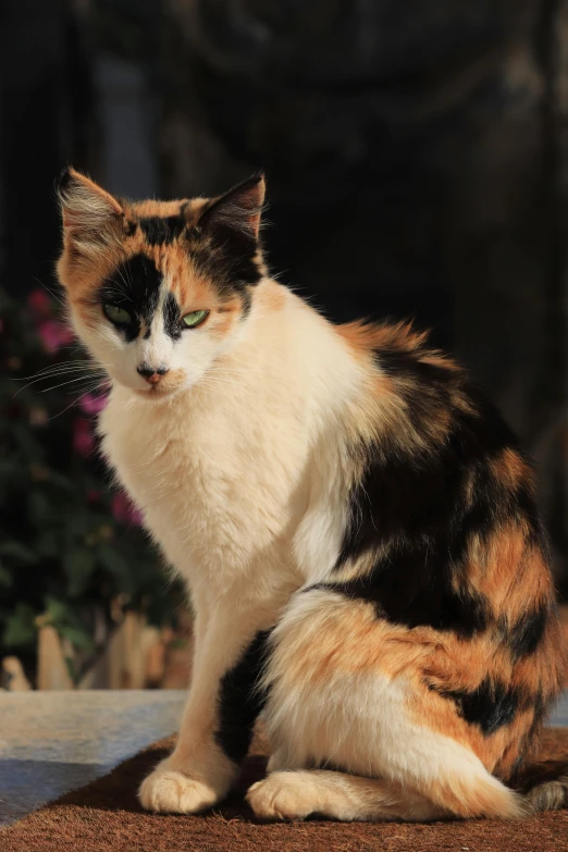 a calico cat sitting on top of a rug, in spain, warrior cats, avatar image, but a stern look about her