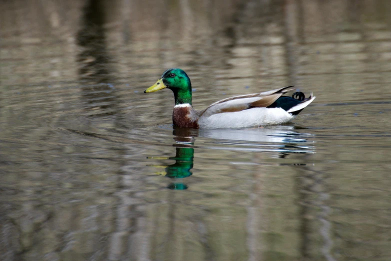 a duck floating on top of a body of water, green head, 2022 photograph, australian, full frame image