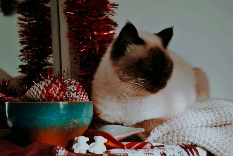 a siamese cat sitting next to a christmas tree, by Julia Pishtar, pexels contest winner, a table full of candy, cozy aesthetic, red brown and white color scheme, beautiful animal pearl queen