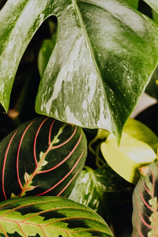 a close up of a plant with green leaves, highly polished, tropical houseplants, speckled, multi chromatic