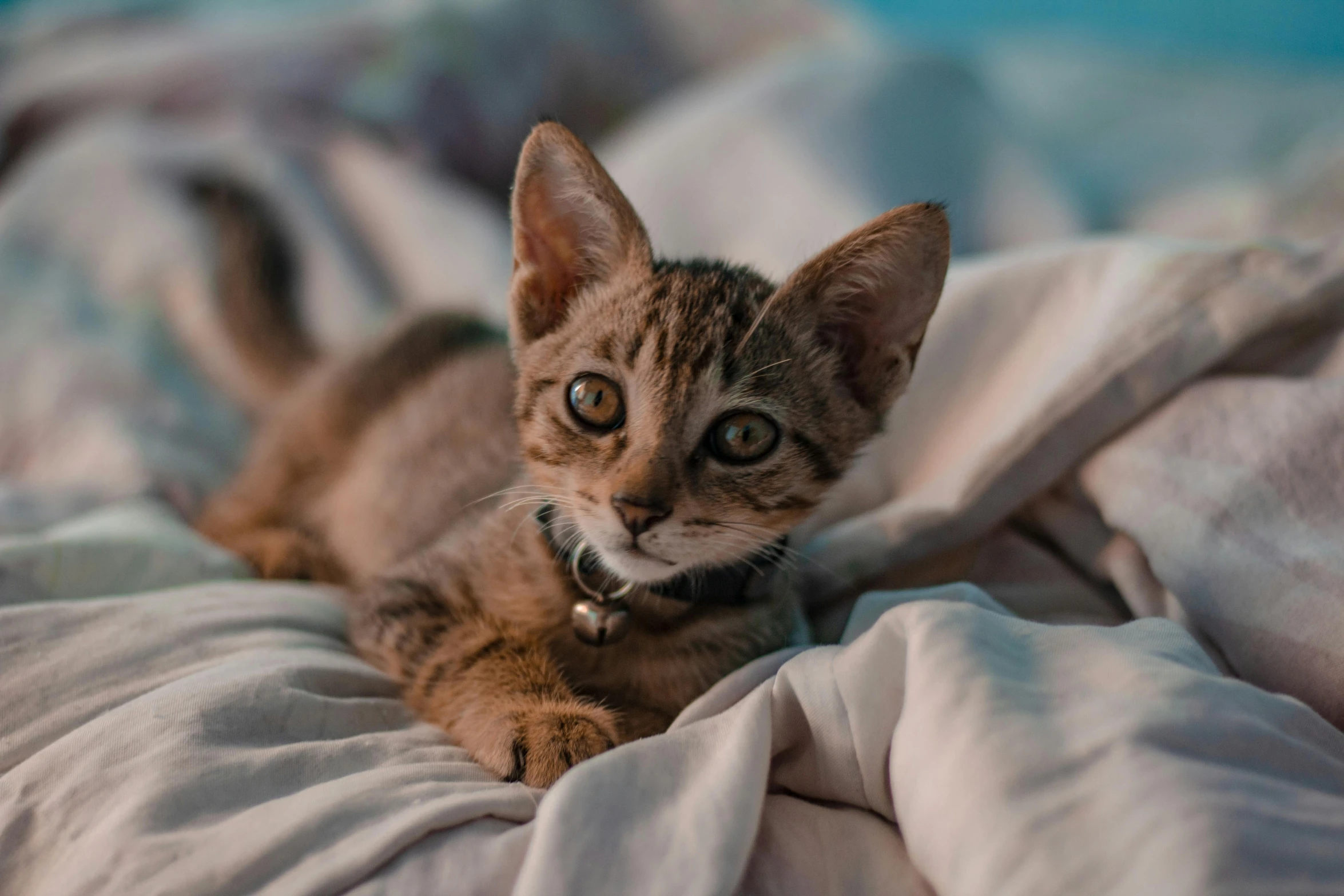 a close up of a cat laying on a bed, pexels contest winner, the cutest kitten ever, avatar image, petite, brown