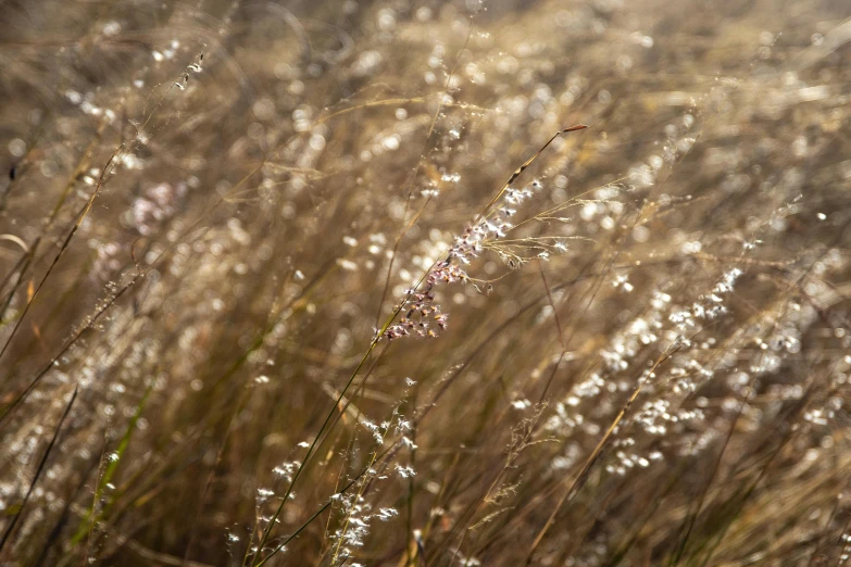 a field filled with lots of tall grass, by David Simpson, unsplash, light and space, dried flowers, sparkling in the sunlight, medium format. soft light, brown