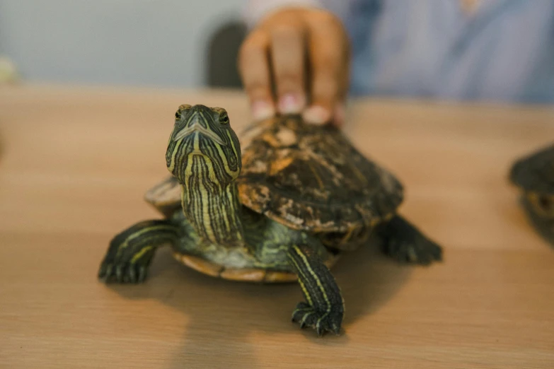 a small turtle sitting on top of a wooden table, unsplash, sitting on a lab table, holding an epée, over the shoulder, wrinkly