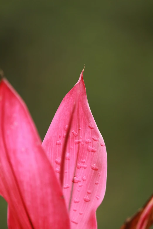 a close up of a pink flower with water droplets on it, an album cover, by Tom Bonson, large leaves, istockphoto, 15081959 21121991 01012000 4k, bromeliads