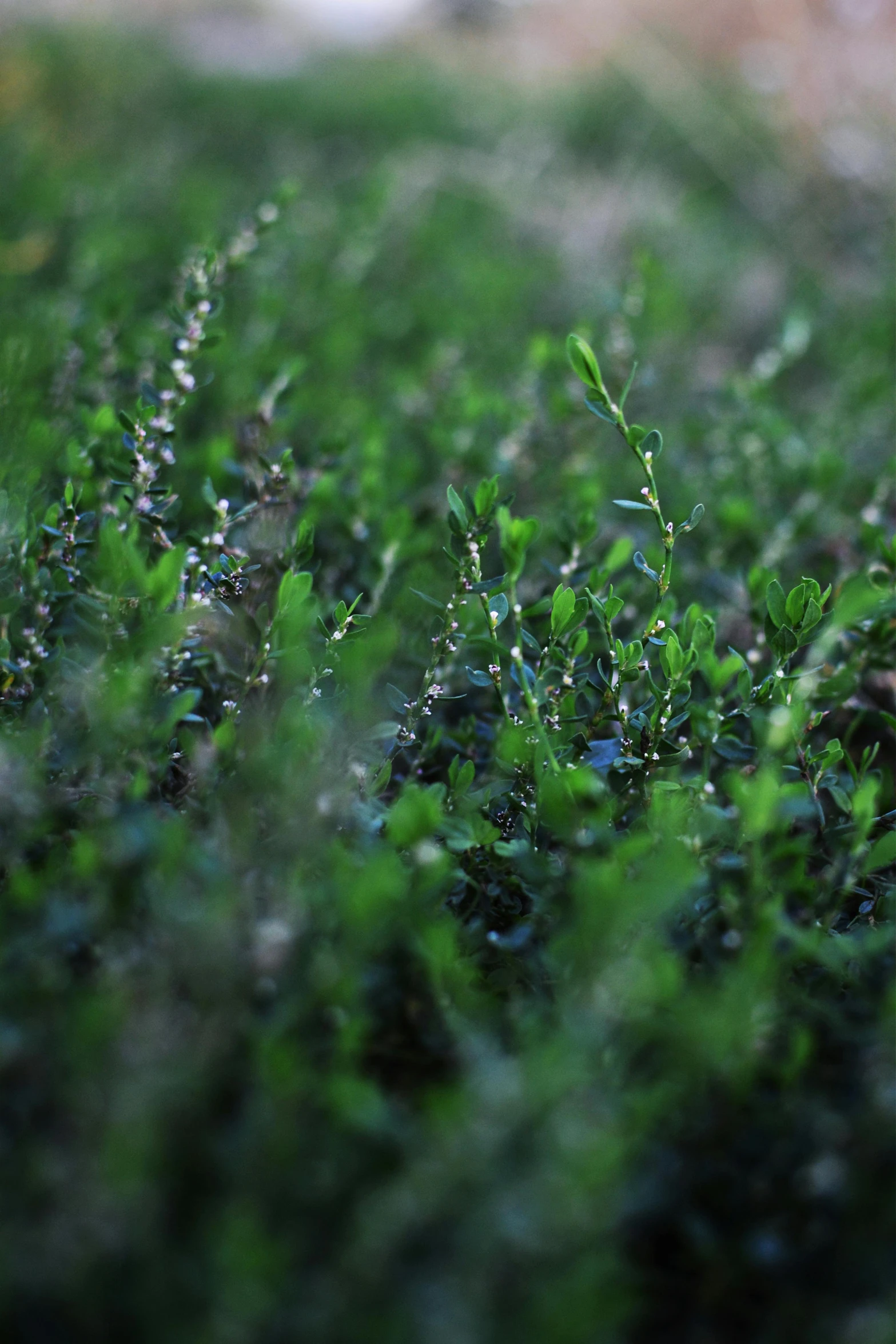 a red fire hydrant sitting on top of a lush green field, a macro photograph, by Adam Chmielowski, seaweed, cinematic shot ar 9:16 -n 6 -g, dark green leaves, defocus