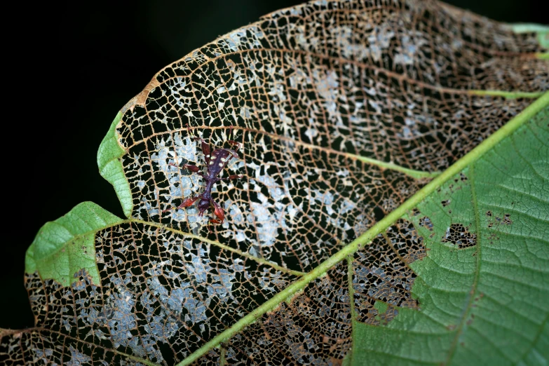 a close up of a leaf with a bug on it, by Alison Watt, hurufiyya, torn mesh, kuntilanak on tree, photographed for reuters, partially bloody crystallized