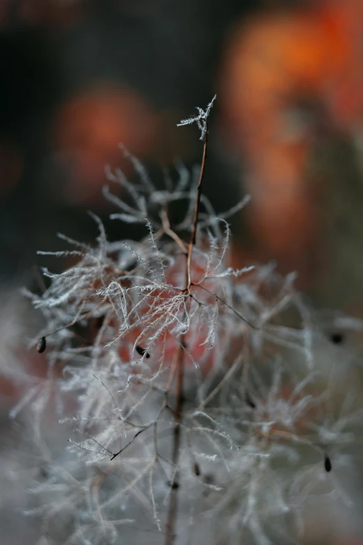 a close up of a plant with a blurry background, a macro photograph, inspired by Arthur Burdett Frost, unsplash, hyphae, soft grey and red natural light, magical white fog, orange fluffy spines