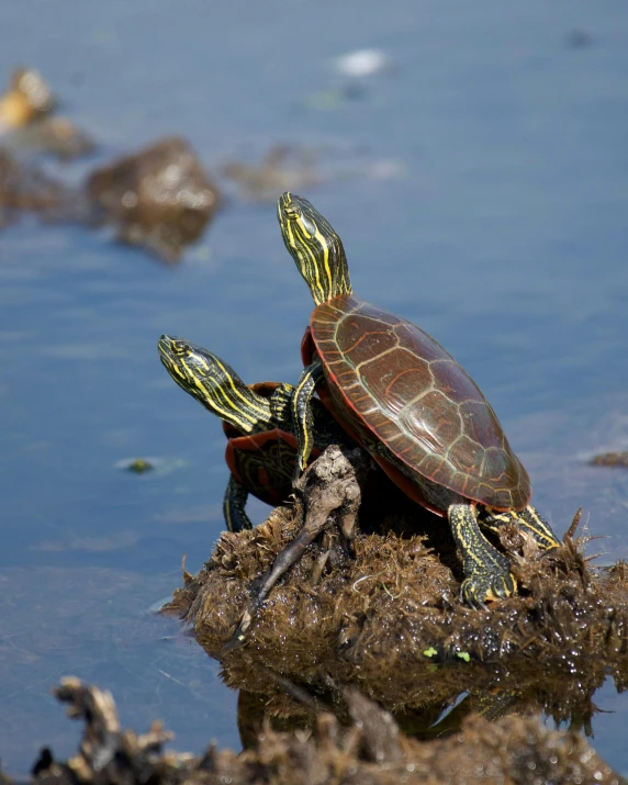 a turtle sitting on top of a rock in the water