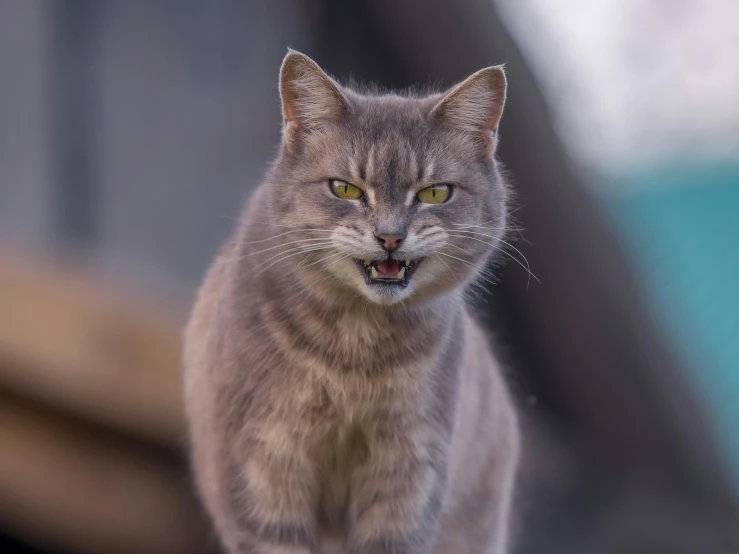 a gray cat standing on top of a wooden fence, clenching teeth, severe expression, shot with sony alpha, front on