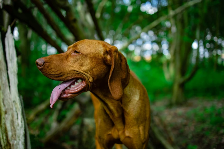 a brown dog is standing in the woods, a portrait, pexels contest winner, renaissance, smooth detailed, tongue out, it\'s name is greeny, unsplash photo contest winner