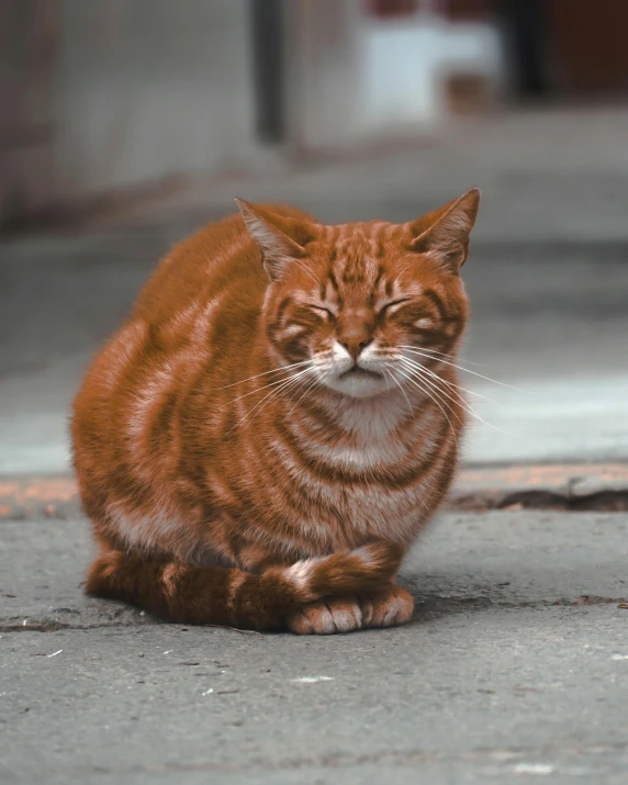 a cat that is sitting on the ground, vibrant but dreary orange, non-binary, wrinkles, on a street