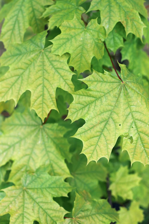 a close up of a plant with green leaves, maple syrup highlights, light yellow, award - winning, terracotta