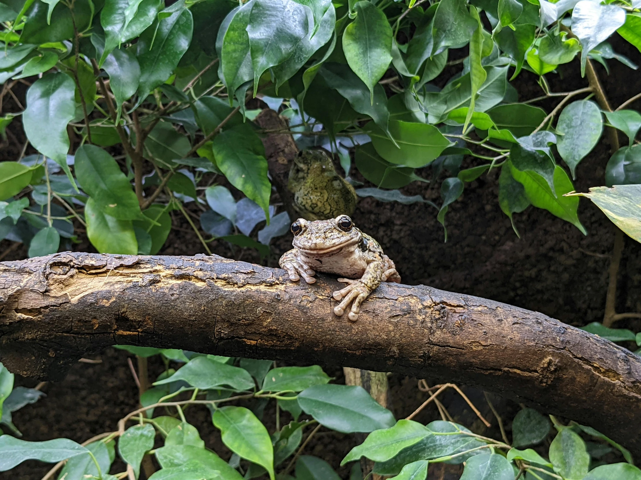 a frog sitting on top of a tree branch, 2 animals, vivarium, in a jungle, biodiversity all round