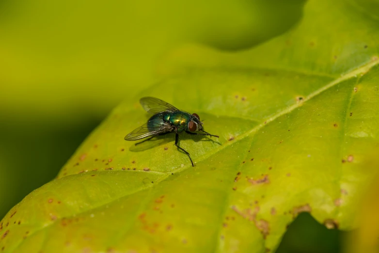 a close up of a green fly on a leaf, pexels contest winner, hurufiyya, black, high resolution, plant sap, full body in shot