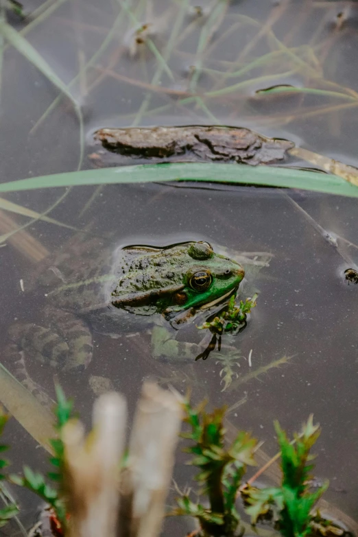 a frog that is sitting in some water, a picture, by Jan Tengnagel, unsplash, renaissance, overgrown swamp, male and female, high quality photo, multiple stories