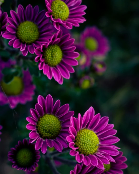 a close up of a bunch of purple flowers