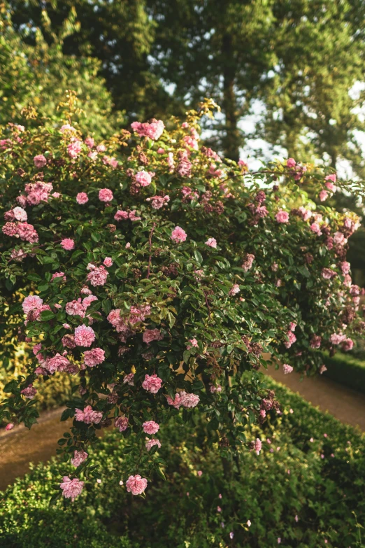 a red fire hydrant sitting in the middle of a lush green park, a digital rendering, inspired by Barbara Nasmyth, unsplash, romanticism, pink rose, overhanging branches, 3 - piece, crown of mechanical peach roses