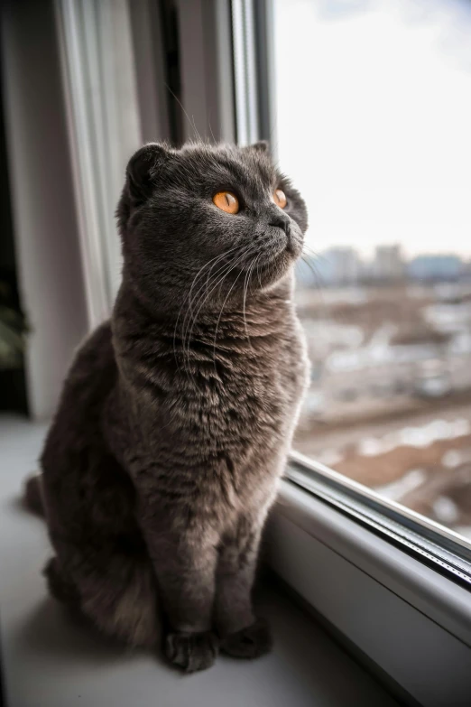 a cat sitting on a window sill looking out, by Julia Pishtar, pexels contest winner, scottish fold, large grey eyes, high quality photo, extremely high resolution