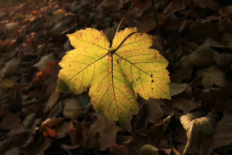 a leaf sitting on top of a pile of leaves, a photo, unsplash, medium format. soft light, fan favorite, sycamore, good lighted photo