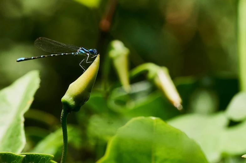 a blue dragonfly sitting on top of a green plant, by Carey Morris, pexels contest winner, hurufiyya, avatar image, sri lanka, jumping flying and eating frogs, peaceful mood