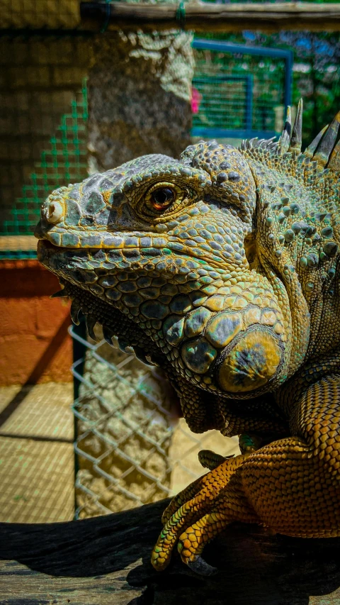 a large lizard sitting on top of a wooden table, by Carey Morris, pexels, blue and yellow fauna, face closeup, an afghan male type, multi - coloured