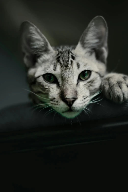 a close up of a cat laying on a table, a picture, trending on pexels, gray mottled skin, it\'s name is greeny, with a black background, two pointed ears