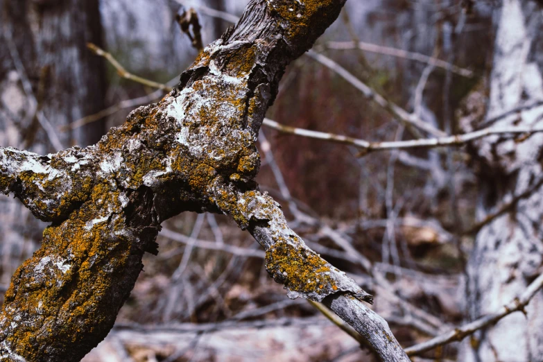 a close up of a tree branch with moss on it, unsplash, visual art, dead trees, camo, a photograph of a rusty, by greg rutkowski