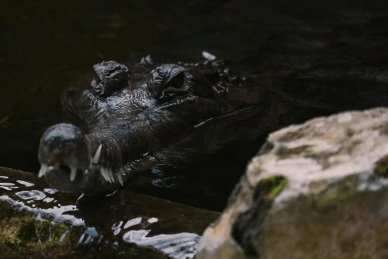 a close up of a hippo in a body of water, in the water