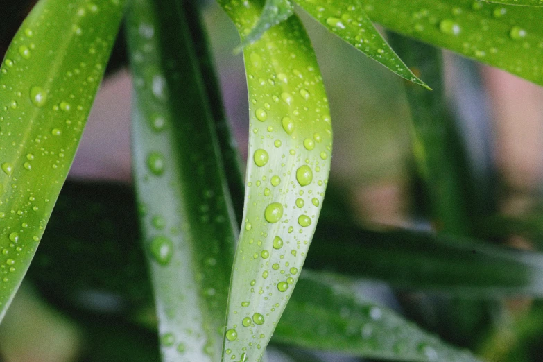 a close up of a plant with water droplets on it, pixabay, photorealism, bamboo, avatar image, greens)