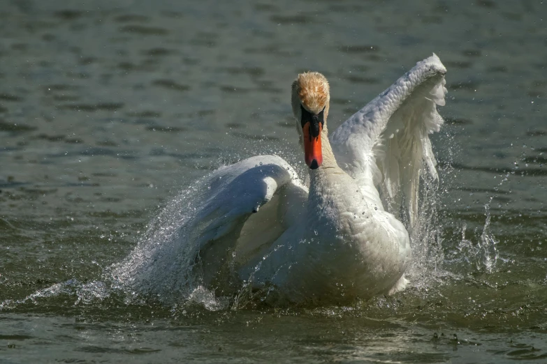 a white swan with its wings spread out in the water, by Andries Stock, pixabay contest winner, majestic sweeping action, old male, 2022 photograph, slide show