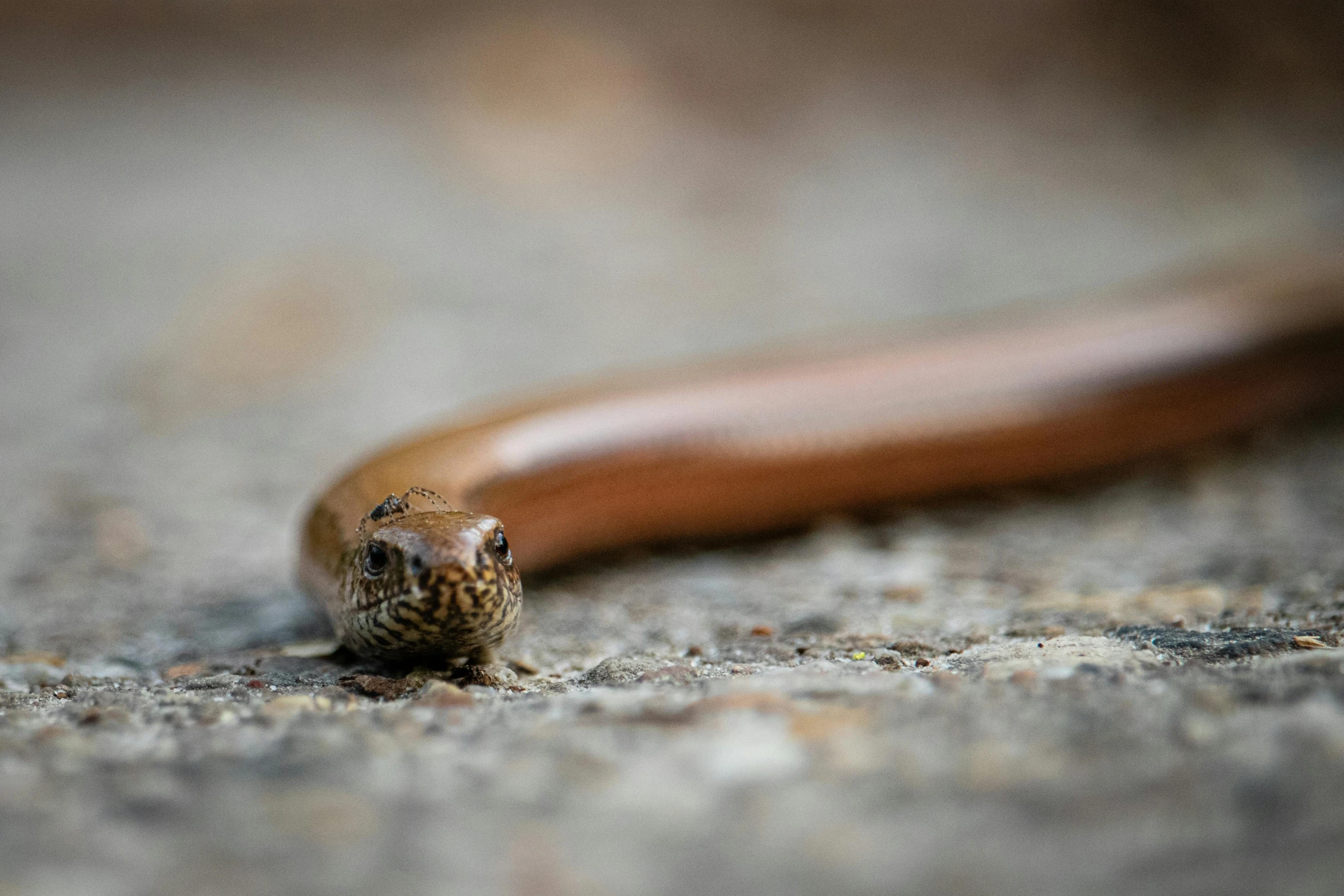 a close up of a small lizard on the ground, a macro photograph, pexels contest winner, photorealism, ethereal eel, brown, snake van, dipstick tail