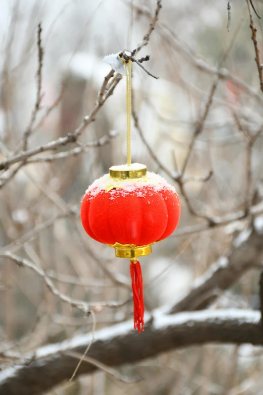 a red lantern hanging from a tree nch in winter