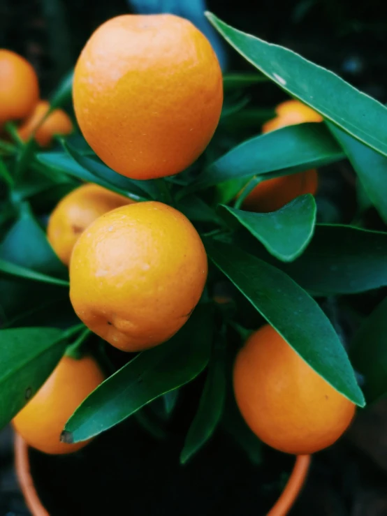 a close up of a potted plant with oranges, profile image