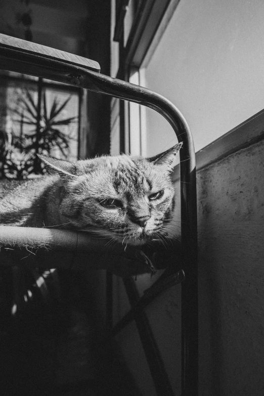 a black and white photo of a cat laying on a chair, unsplash, looking angry, sitting on a metal throne, windowsill, [ realistic photography ]