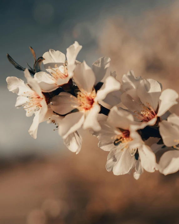 a bunch of white flowers sitting on top of a tree, trending on unsplash, almond blossom, golden hour photo