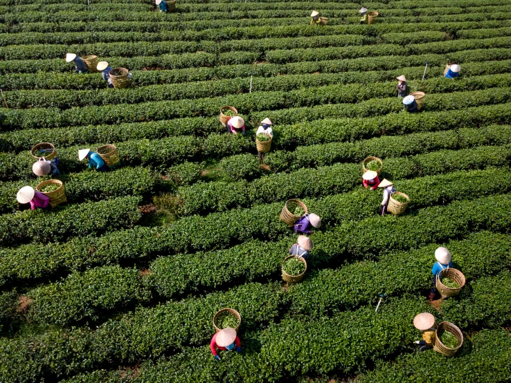 a group of people picking tea leaves in a field, avatar image, abcdefghijklmnopqrstuvwxyz, flatlay, professional image