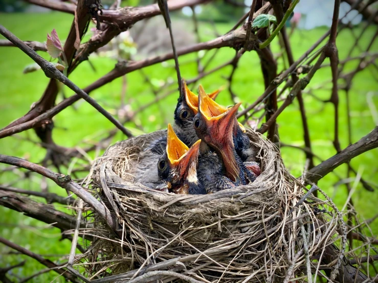 two baby birds are in the nest of a tree, pixabay, family dinner, 🦩🪐🐞👩🏻🦳, unsplash photo contest winner, elaborate composition