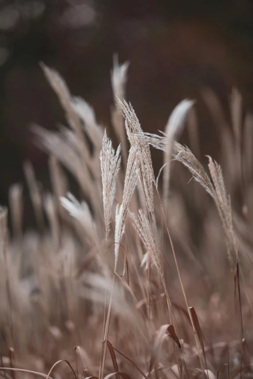 a bunch of tall grass sitting in the middle of a field, a macro photograph, inspired by Elsa Bleda, trending on pexels, romanticism, gradient brown to silver, medium format, malt, harvest