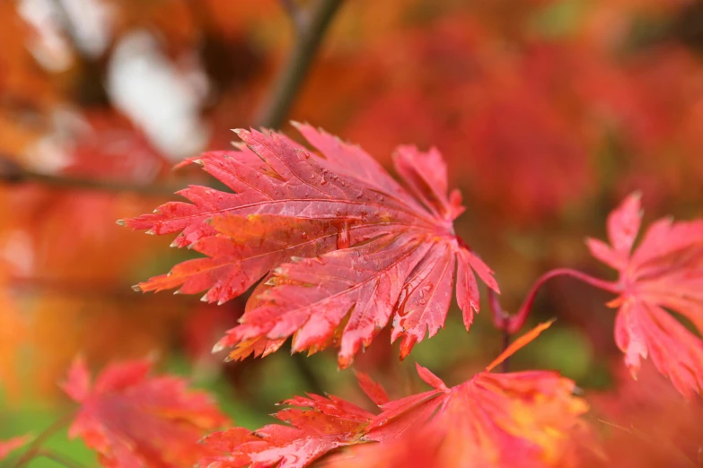 a close up of a leaf on a tree, by David Simpson, pexels, hurufiyya, japanese maples, a brightly coloured, thumbnail, celebration