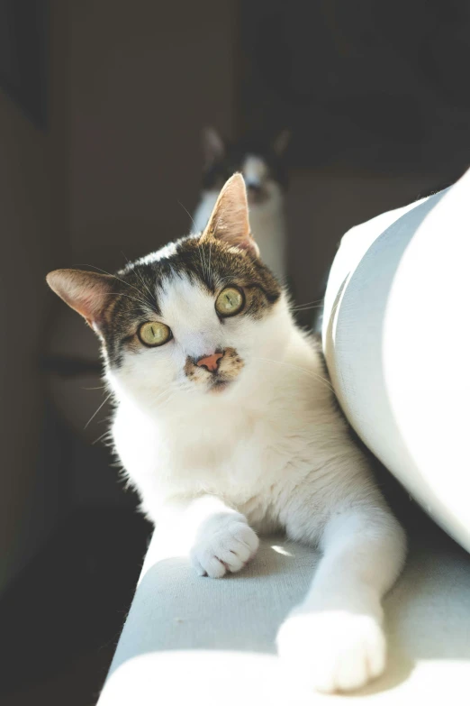 a cat sitting on top of a white couch, a portrait, unsplash, in the sun, two male, very surprised, upclose