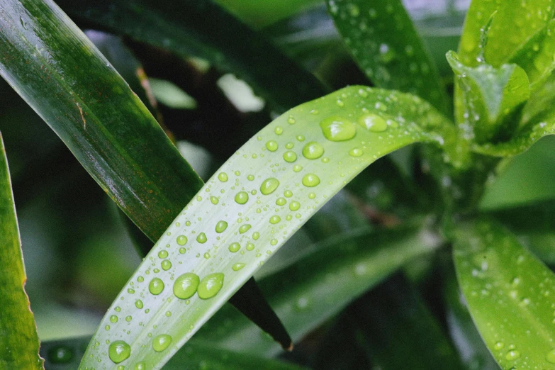 a close up of a leaf with water droplets on it, unsplash, hurufiyya, bamboo wood, avatar image, subtropical flowers and plants, no cropping