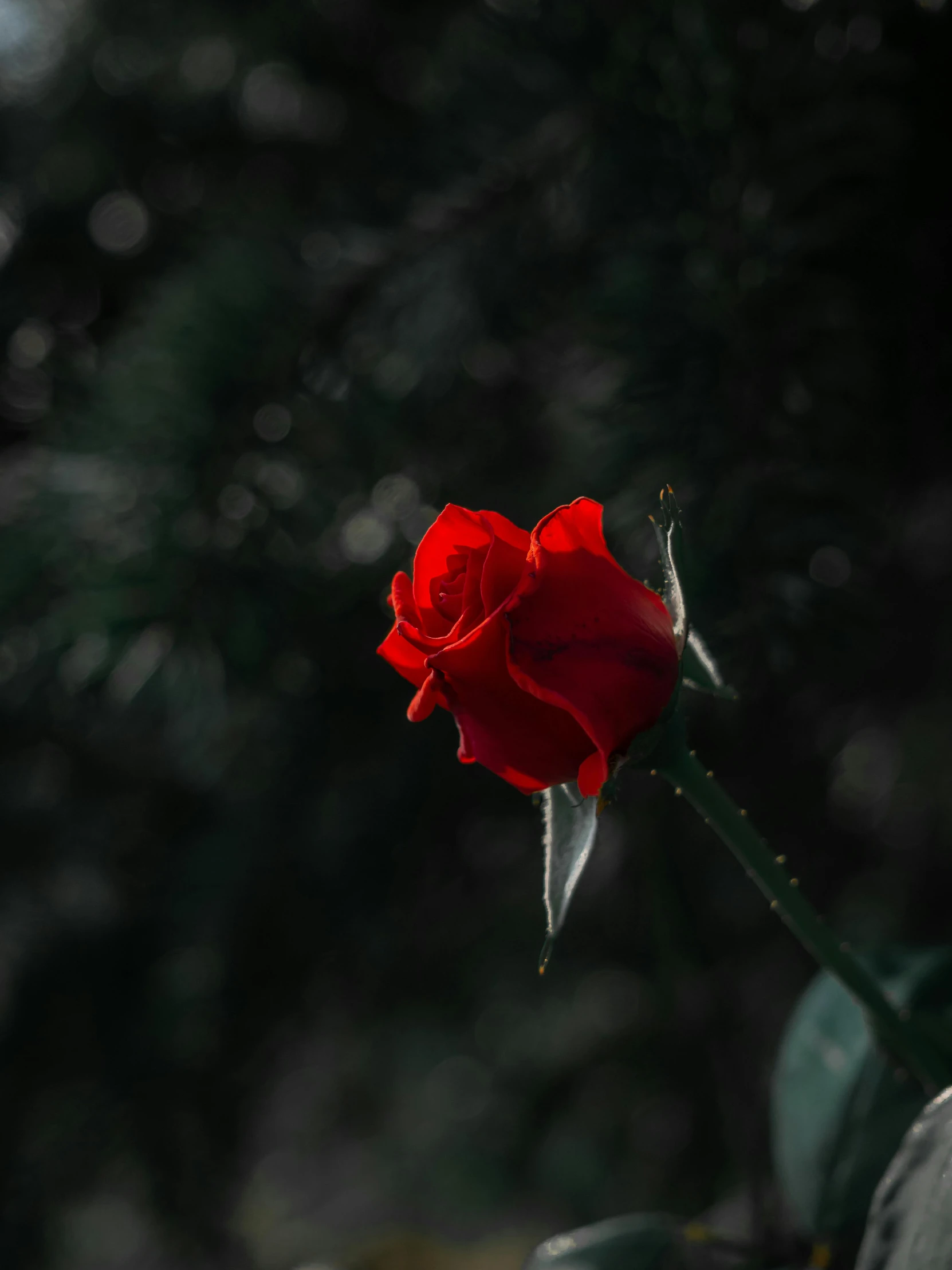 a single red rose sitting on top of a wooden bench, profile image, dark photo, avatar image, vines and thorns