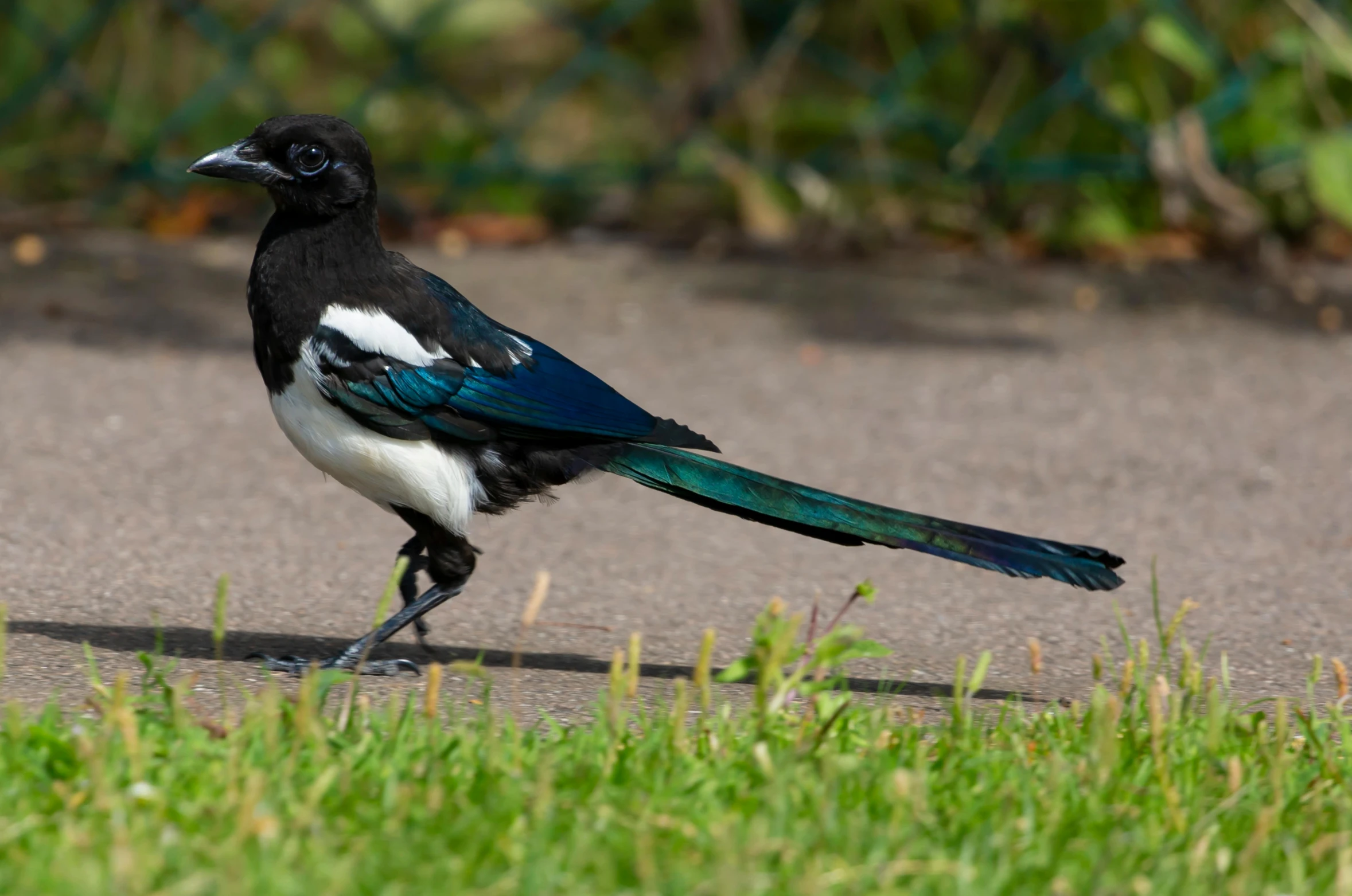 a black and white bird standing on the ground, sydney park, blue and black scheme, long tail, at full stride