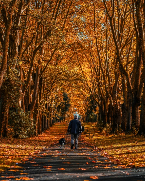 a person walking a dog down a tree lined road, gold leaves, 500px, canvas, lgbtq