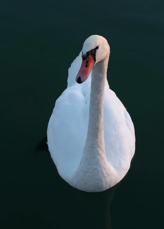 a white swan floating on top of a body of water, posing for the camera, in the evening, high-quality dslr photo”