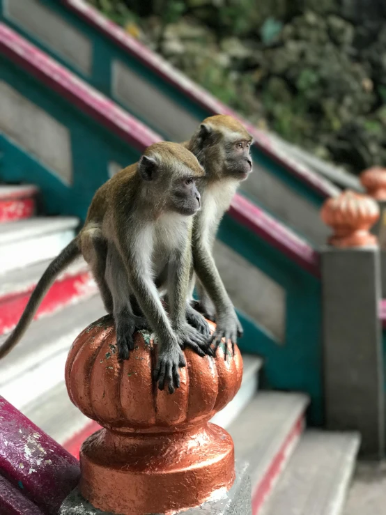 a monkey sitting on top of a metal railing, a statue, on location, 2 animals, sitting on temple stairs, malaysian